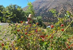 Dağların kırmızı hazinesi! Kış aylarının vazgeçilmezinde hasat zamanı
