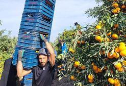 Adana'da yevmiye grevi narenciyeyi vurdu! Ürün ağaçta kaldı, fiyatlar dibi gördü