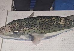 Gemlik Körfezi’nde benekli balon balığı şoku! Yetkililere acil çağrı