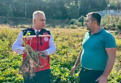 Hatay üretimde birinci sırada! Tüm Türkiye'nin ihtiyacının yüzde 53'ünü karşılıyor