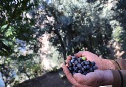 Asit oranı çok düşük, lezzeti doyumsuz! Bu ilde yetişmez sanılıyordu ama en kalitelisi üretiliyor