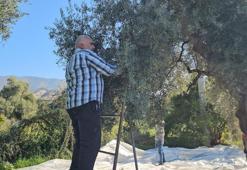 Aydın'da zeytin hasadı sürüyor! Sezon bereketli geçiyor