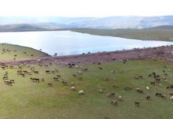 Gölet yapımında Türkiye’ye örnek oldu! Erzurum'da hayvancılığa büyük katkı