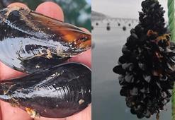 Gıda zehirlenmesi ve kaçak midye gerçeği! Bu hata yapılınca ölümcül oluyor