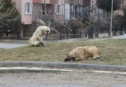 Eskişehir’de sokak hayvanları için yeni düzenleme!