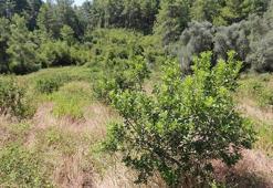 Muğla'da yerli üretim hamlesi! Tamamen ücretsiz olarak dağıtıldı