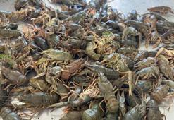 Isparta'da Kerevit yasağı başladı! 15 Haziran'a kadar sürecek