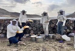 Osmanlı saray lezzeti olarak biliniyor! Yılın son hasadı başladı, rekolte her yıl artıyor!