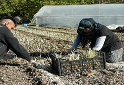 Ispartalı çiftçi servet kazanacak! Elma bitti, kırmızı altın üretimine başladılar