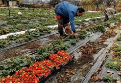 Erzincan'da yüksek rakımda şaşırtan manzara! Kasım ortasında devam ediyor, hedef aralık 20'si: 'Görenler şaşırıyor'