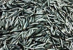 Deniz dolu geldi! Karadeniz Ereğli'de hamsi bolluğu: 2.5 ayda 5 bin ton avlandı, rekolte 15 bin tonu görecek!