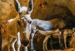 Mardin'de paletli aracın saha testi tamamlandı! Tarihi şehir Artuklu’da kadrolu eşeklerin yerine kullanılacak