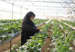 Topraksız tarım yöntemiyle çilek üretimi kadın emeğiyle büyüyor