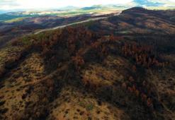 953 hektar kül oldu! Bursa'yı yeniden yeşertecek ilk adım atıldı