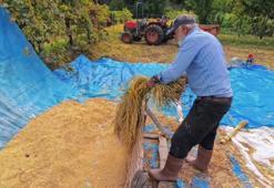 Pirinç hasadı başladı! Dağların arasında bereketli topraklar