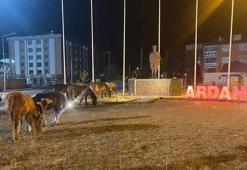 Doğada özgür yaşayan yılkı atları Ardahan'da kent merkezine indi