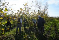 Zirai don Samsun'a yaradı! Üretimde Türkiye liderliğini aldı