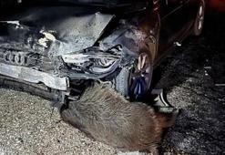 Sinop Belediye Başkanı Metin Gürbüz'ün makam aracı domuz sürüsüne çarptı