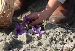 Eskişehir birincilik yolunda! Dünyanın en pahalı baharatı burada yetişecek