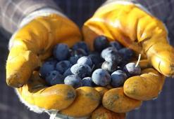 Hatay'da hasat başladı! Hedef 201 bin ton rekolte