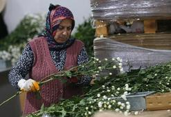 İhracat rekoru geldi! Türk çiçekçilik sektörü 137 milyon doları aştı: 80 ülkeye gönderiliyor