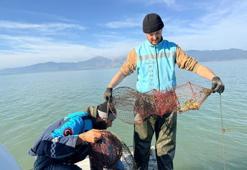 Isparta'da 300 kerevit ele geçirildi! Çalışma başlatıldı