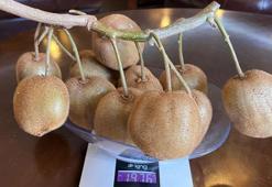 Çarşamba’da mükemmel bir bitki üreticileri sevindirdi! 180 gramlık kivi noterde tescillendi