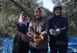 Bu yıl verimi yüksek oldu! Fiyatları aşağı çekecek