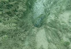 Sakarya ile Kocaeli'de vatandaşlar diken üstünde: Bu görüntüden sonra deprem oluyor