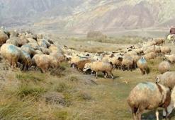 Erzincan'da şap alarmı! Köylüler tedirgin: "Hastalıklı hayvanlar gece meraya bırakılıyor"