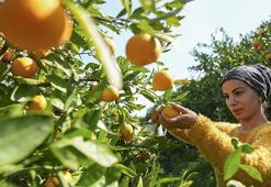 Rekolteyle yüzler gülüyor! İzmir mandalinada 'var' senesini yaşıyor: 165 bin tonluk Satsuma cinsinde hasat başladı!