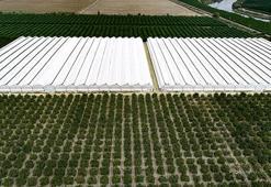 Adanalı emekli doktor, mühendis kızıyla kafa kafaya verip devasa bir sera kurdu! Narenciyeden uzak durup tropikal üretiyor