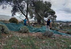 Bodrum'da hasat başladı! Ekipler üreticilerle sahada