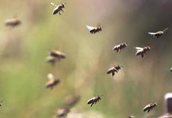 Siirt’te 114 projeye 268 milyon 765 bin lira hibe: 110 arıcılık yatırımı desteklendi