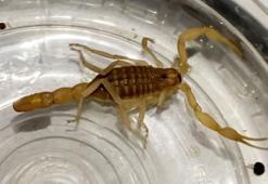 Aksaray’da operasyonal ele geçirildi! Ticareti yasak, litresi 10 milyon dolar