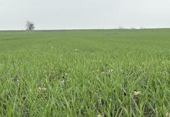 Trakya’da buğday sezonu hızlandı! Yağışlar çiftçiye can suyu oldu