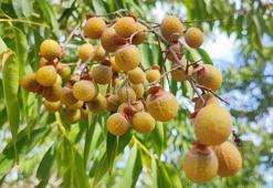 Tropikal iklimde yetişen bitkiyi Adana'da ektiler: Kabuğu suyu görünce köpürmeye başlıyor! Beklenenden 2 yıl önce meyve vermeye başladı: Endüstride kullanılacak