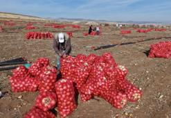 Kırıkkale’de kuraklık soğan hasadını vurdu! Rekolte düştü: Tarlada 7 liraya satılıyor