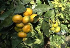 Rize'de hasat 15 Kasım'da başladı! Kilosu 35 TL'ye satılıyor