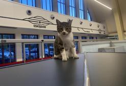 Eskişehir&#39;de tren istasyonunun m&#252;davimleri kediler oldu!