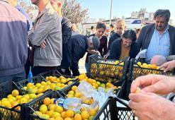 Tarlada 2 liraya düştü, alıcı çıkmayınca ücretsiz dağıtıldı!