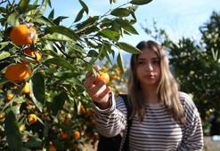 Hasat başladı! Rize'de yetiştirilip Türkiye'nin diğer illerine gönderiliyor