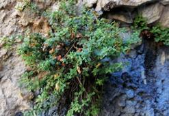 Malatya'ya özgü endemik bitki incelendi ortaya çarpıcı özellikler çıktı: Yüzde 90'ını etkisiz hale getirebiliyor