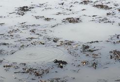 Önce Sapanca'da şimdi de Düzce'de görüldü! Denizde kabarcıklar endişe veriyor