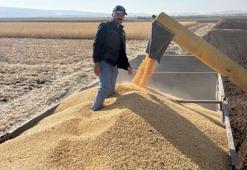 Mısır hasadına başlandı! Yoğun talep var