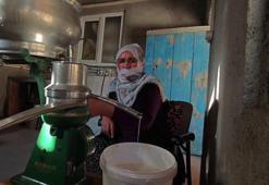 Erzurum'un yaylalarından sofralara geliyor! Göğermiş peyniri doğal antibiyotik deposu