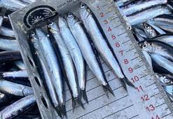 Kilosu 150'den 50 liraya düştü! Karadeniz'de hamsi bolluğu