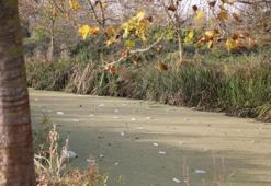 Sakarya'da 9 km'lik su kanalı çöplüğe döndü! Vatandaş çağrı yaptı