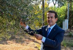 Antalya’da 'sıvı altın' yarışması, kazanan en kalitelisi olacak! Son başvuru tarihi 16 Ocak