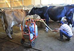 Son dönemin illeti yüzünden beside yüzde 30 kayıp! Et fiyatları yeni yıla kalmadan yükselecek